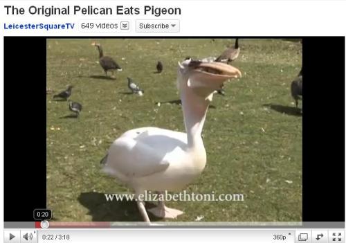 The Original Pelican Eats Pigeon